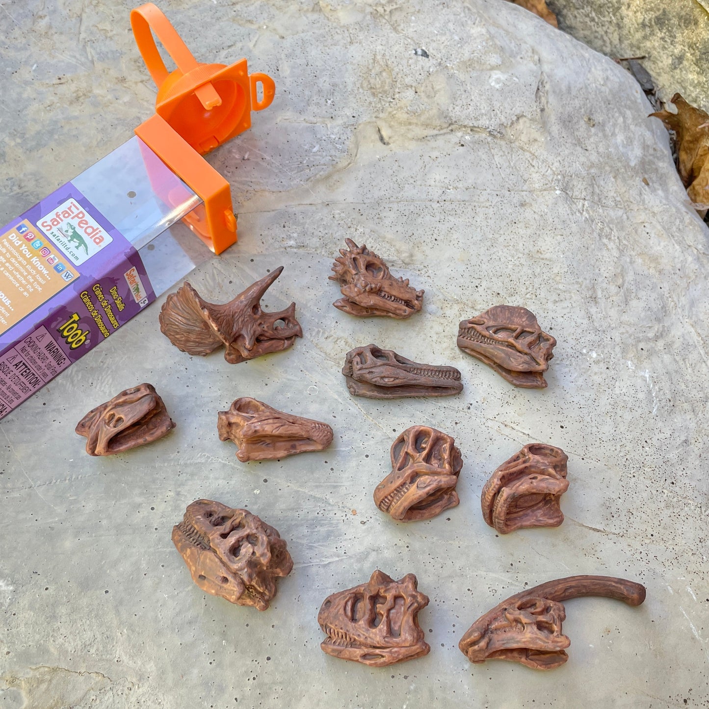 Dinosaur Skulls TOOB® Toy